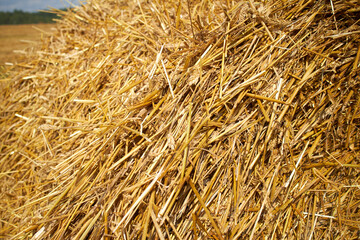 rolling haystack and wheat on farmer field