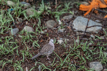 bird in the grass on the ground bird pigeon