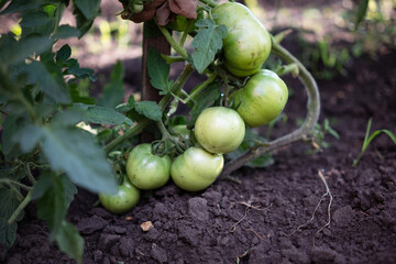 Harvesting red tomatoes in the garden