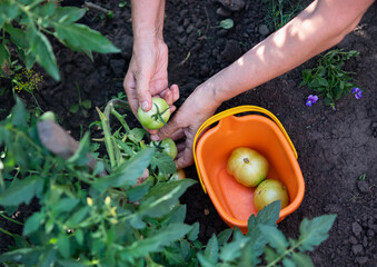 woman's hands harvesting fresh organic tomatoes in her garden on a sunny day. Farmer Picking Tomatoes. Vegetable Growing. Gardening concept