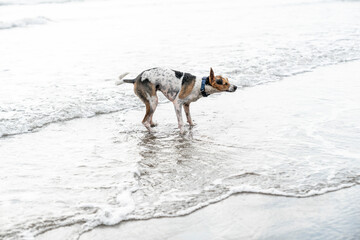 Dog in the ocean wet and shaking coat