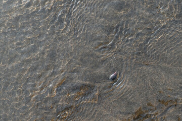 beautiful little sea creature crab finding it's way trough the sand
