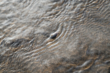 Fototapeta na wymiar beautiful little sea creature crab finding it's way trough the sand