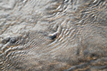beautiful little sea creature crab finding it's way trough the sand