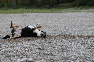 Playful dog having fun at the beach playing canine