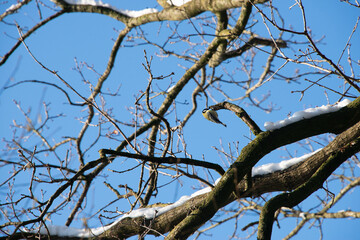kleine Meise im Gewirr der kahlen Äste eines Baumes im Winter