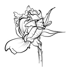 blooming rosebud vector illustration by hand