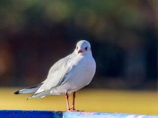 手すりにとまるユリカモメ