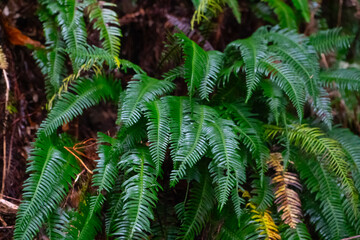 Wet Tropical fern on Madeira