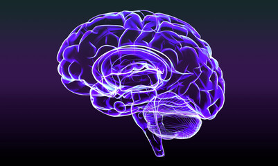 Section of a brain seen in profile, parts of the brain. Degenerative diseases, Parkinson, synapses, neurons, Alzheimer&rsquo;s. Human anatomy, brain scan. 3d render