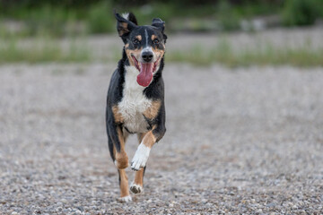 beautiful tricolor dog running on the beach