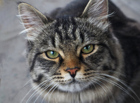 tabby gray cat, direct gaze, muzzle with whiskers, green eyes, stray cat