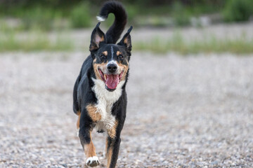 beautiful tricolor dog running on the beach