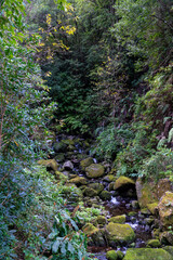 River flowing through the Rainforest at Madeira