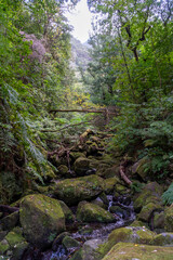 Naklejka na ściany i meble River flowing through the Rainforest at Madeira