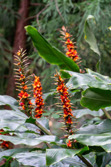 Blooming plants in the botanical garden in funchal at madeira