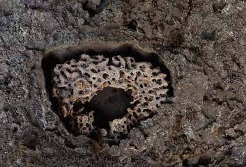Texture holes termite nests  in underground . Termite nest  with white eggs in underground .