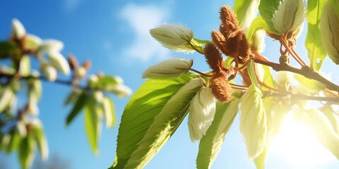 chestnut bud opens in spring on blue sky background, sunshine on chestnut tree closeup, chestnut extract against venous disorders and rheumatism for pharmacy concept with text space  - obrazy, fototapety, plakaty