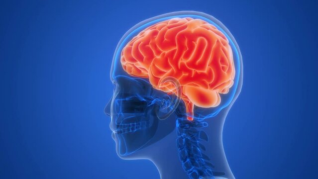 Central Organ of Human Nervous System Brain Anatomy Animation Concept