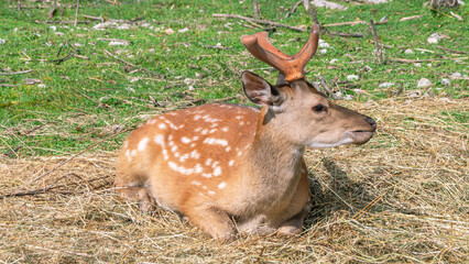 The spotted deer feeds on herbaceous plants. A mammal from the deer family. Deer with bright big horns in the forest. Deer graze in a clearing on a sunny day in summer.Animals in their natural habitat