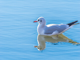 池を泳ぐユリカモメ