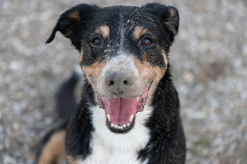Dog looking at the camera with sand on his nose