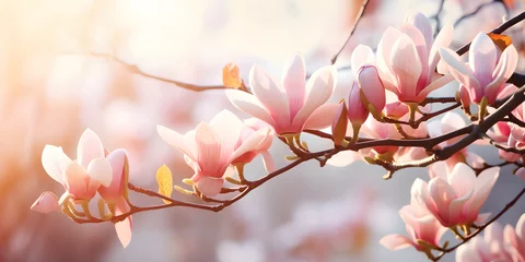Rolgordijnen flowering magnolia blossom on sunny spring background, close-up of beautiful springtime flora, floral easter background concept with copy space © Ziyan Yang
