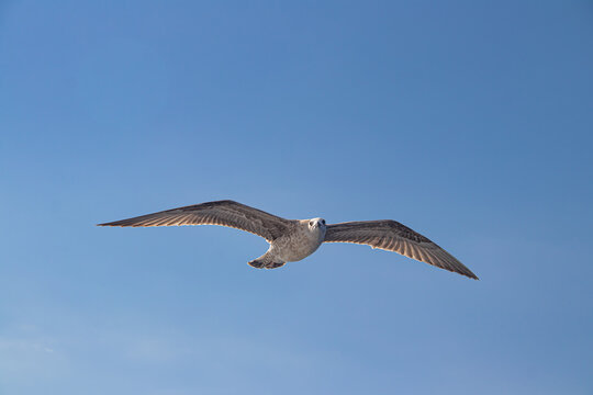 Seagulls, known as Seabird flying over the Greek shore at Aegean Sea, nearby Thessaloniki 
