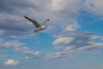 Fototapeta na wymiar Seagulls, known as Seabird flying over the Greek shore at Aegean Sea, nearby Thessaloniki 