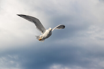 Seagulls, known as Seabird flying over the Greek shore at Aegean Sea, nearby Thessaloniki 