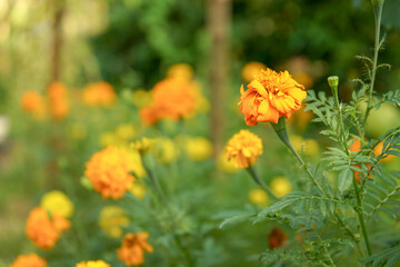 Close up the blossom flower in the field with blurred group of blossom flowers in background