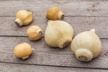 Bulbs of different types of decorative allium