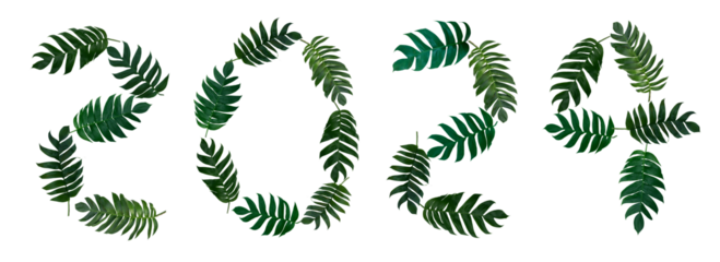 2024 Write numbers with Monstera pinnatipartita (Siam Monstera) large green leaves that hollow veins and wet. On white background, isolated, flat lay, font, number, alphabet, letter, year, panorama.