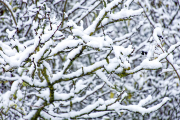 A wonderful winter forest in Bavaria
