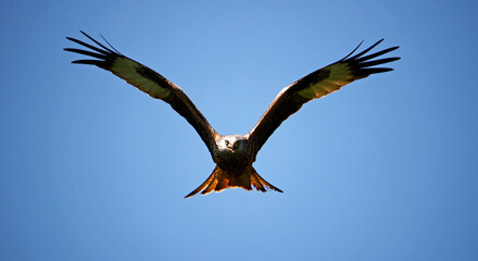 Red kites in the hills of Scotland