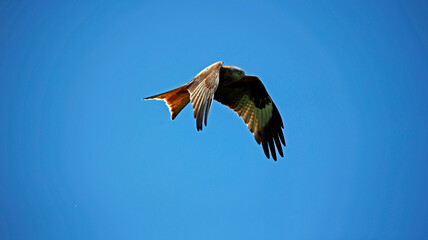 Red kites in the hills of Scotland