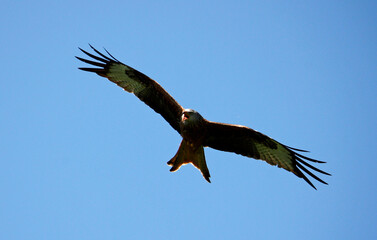Red kites in the hills of Scotland