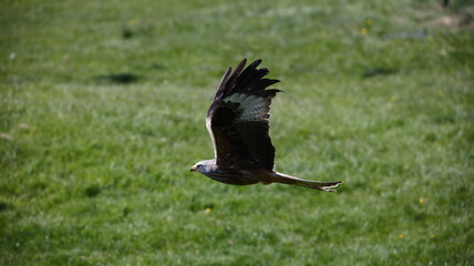 Red kites in the hills of Scotland