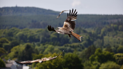 Red kites in the hills of Scotland