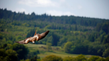Red kites in the hills of Scotland