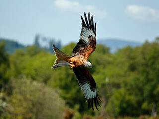 Fototapeta premium Red kites in the hills of Scotland