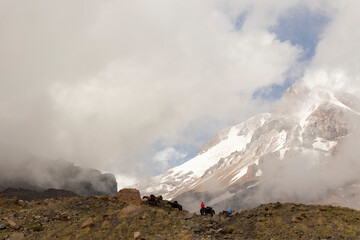 Horse caravan with luggage on mount Kazbek in Gergeti path to summit in Georgia Caucasus mountains
