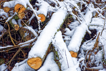 Obraz premium A wonderful winter forest in Bavaria