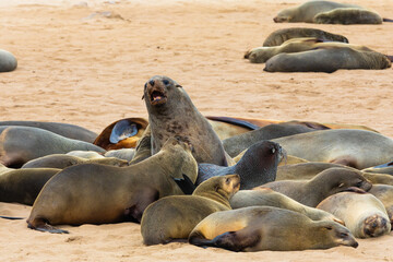 Cape fur seals, in one of the largest colonies of its kind, rest along the Skeleton Coast of Namibia.