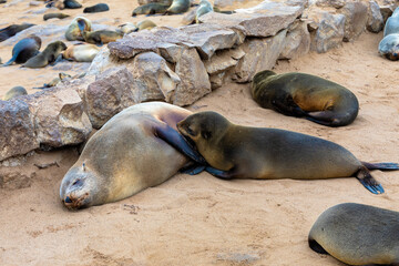 A Cape fur seal suckles its pup along the Skeleton Coast of Namibia.