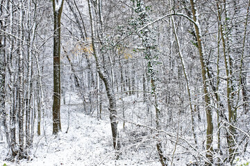 Fototapeta premium A wonderful winter forest in Bavaria