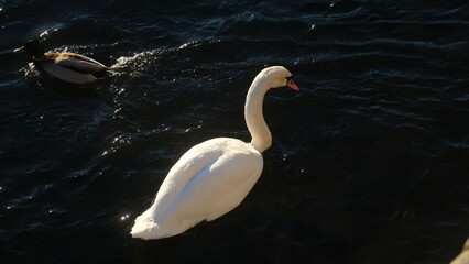 swan on a cold river in Stockholm
