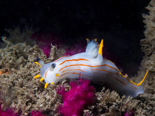 A beautiful Orange-stripe Crown Nudibranch (Polycera sp-b) sea slug with white body and orange stripes