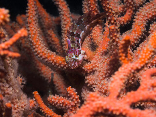 A Bluespotted klipfish (Pavoclinus caeruleopunctatus) sitting on a sea fan underwater