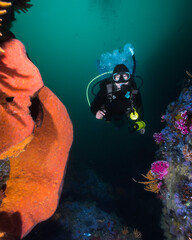 A female diver underwater swimming through the reef next to a large orange wall sponge...